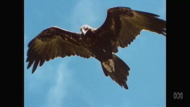 Wedge-tail eagle flies in sky