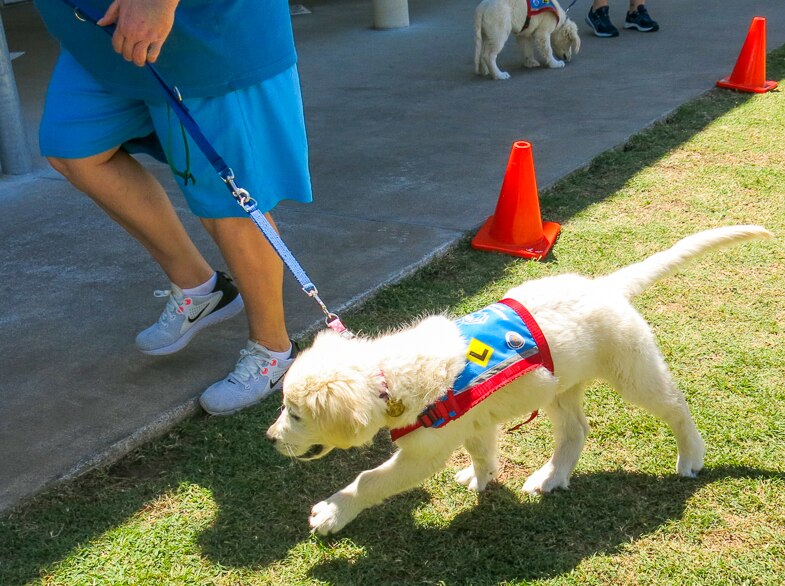 One of the younger pups in training as assistance dogs at the Southern Queensland Correctional Centre.