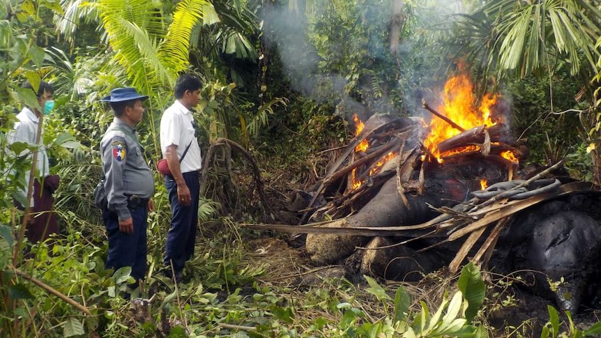 Petugas Myanmar membakar mayat gajah yang dibunuh.