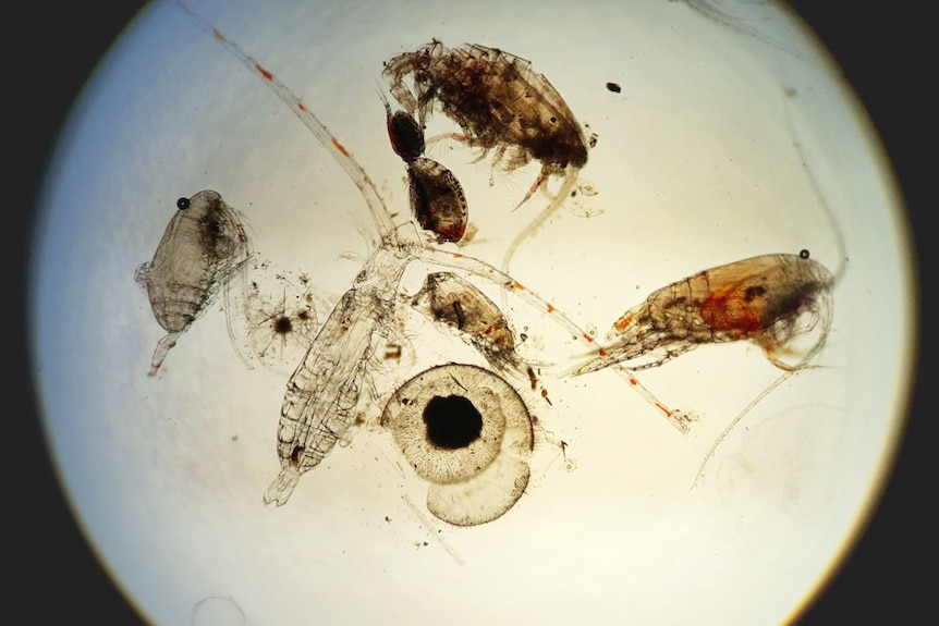 Tiny insect-like creatures under a microscope