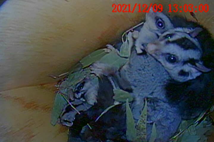 Three baby squirrel gliders cuddle up to their mother in a nesting box. 