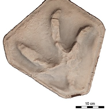 A close up of a dinosaur footprint clay mould.