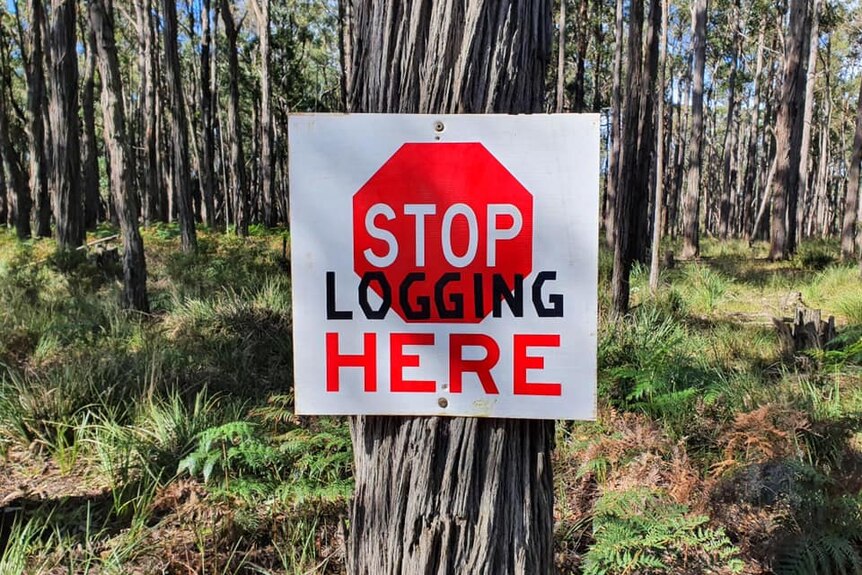 sign which reads stop here has been graffitied to say 'stop logging here' 