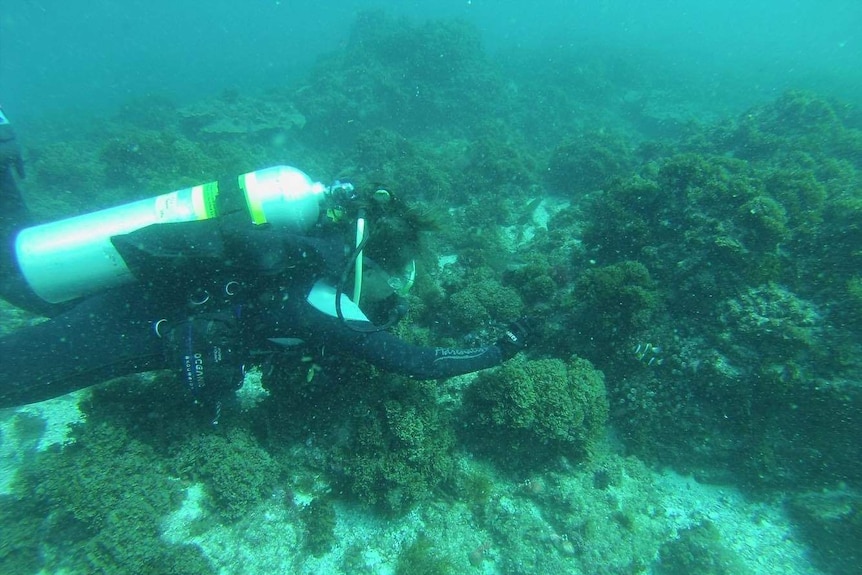 Carmen da Silva looking for clownfish in Byron Bay