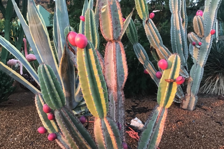Red fruit on a tall, spiky cactus.  