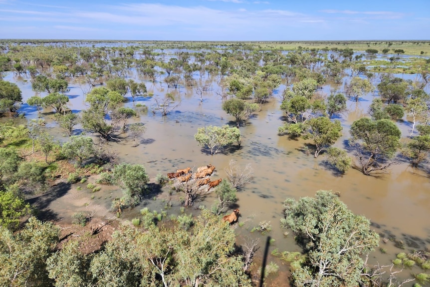 cattle seen from the air in outback channel country
