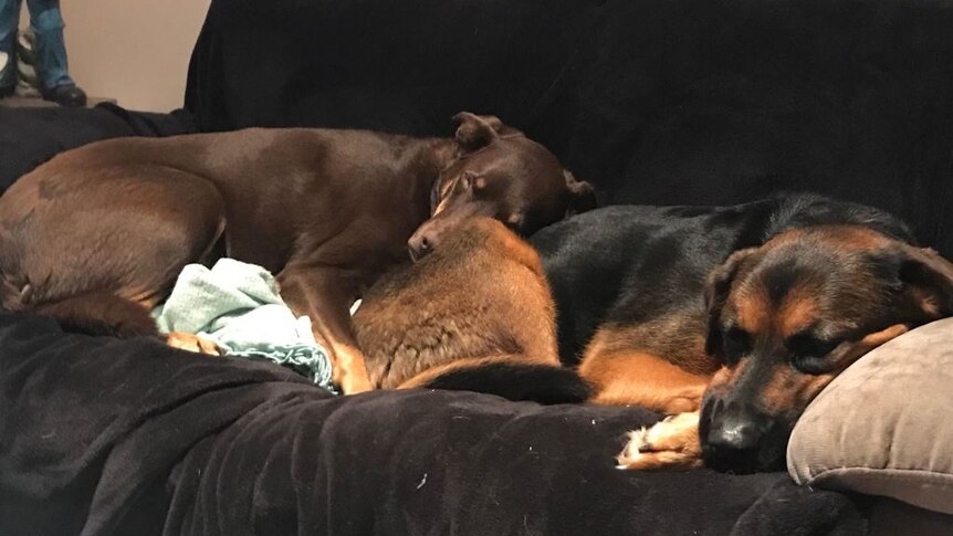 Two dogs, one chocolate brown, the other black with tawny highlights, lie together on a dark-coloured couch.