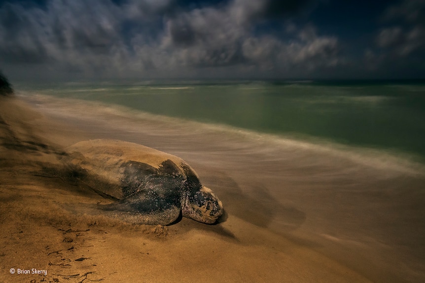 A turtle on the sand heads towards the ocean