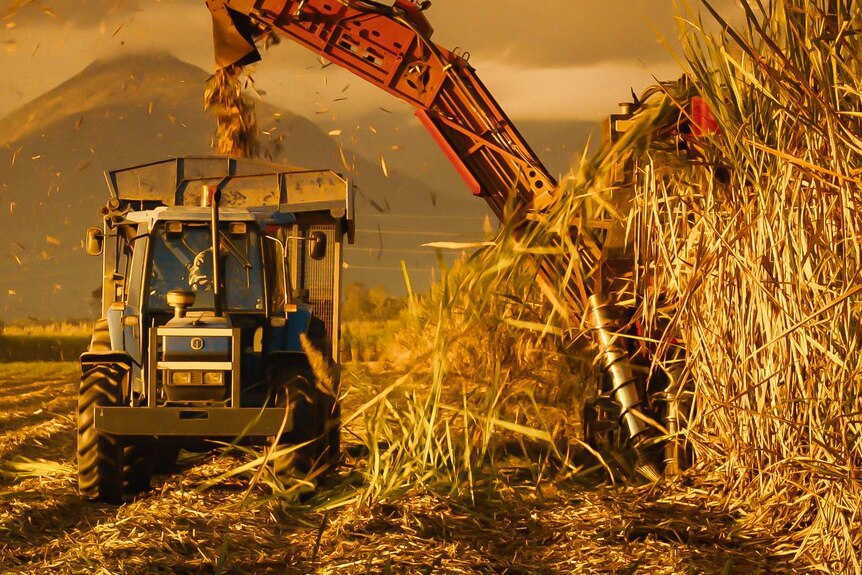 Cane cutting machine