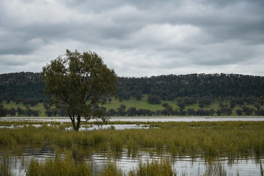 A tree in a flooded paddock in front of a hill.