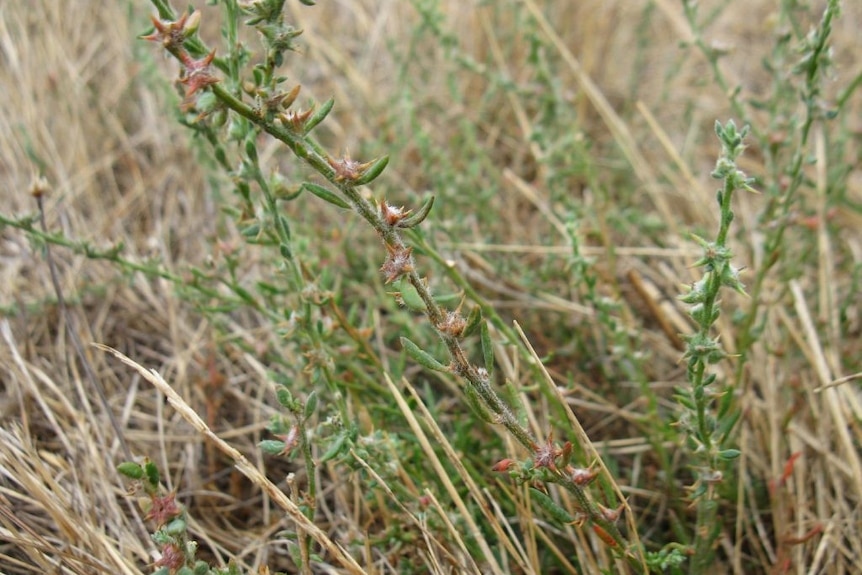 a picture of a shrub in a grassland