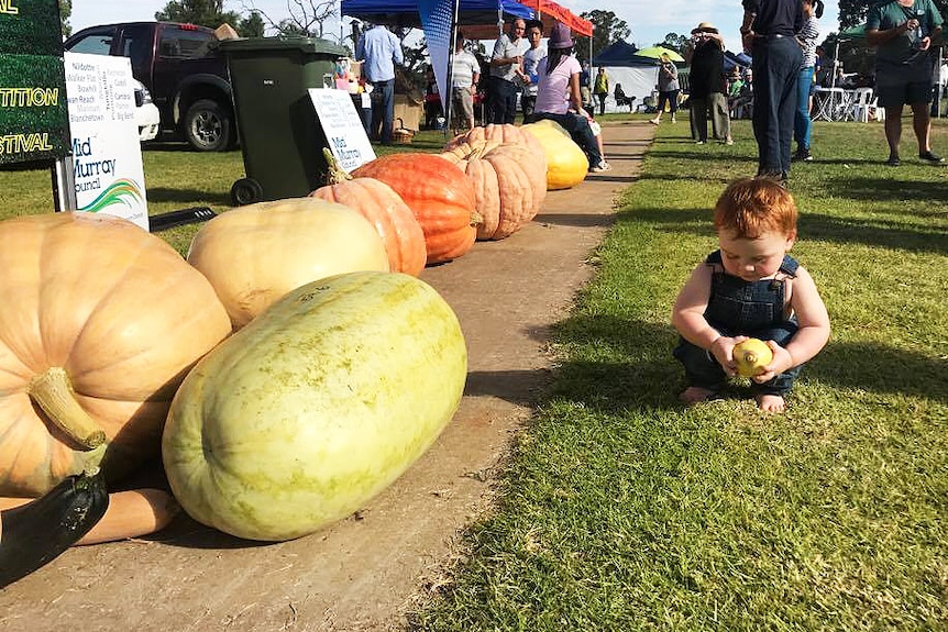 A child is dwarfed by pumpkins entered in festival