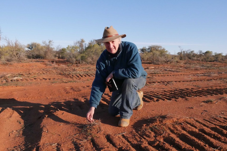 An older man in a broad-brimmed hat and blue shirt kneels in red dirt touches a dead plant.