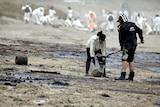 Volunteers clean-up oil on Papamoa beach