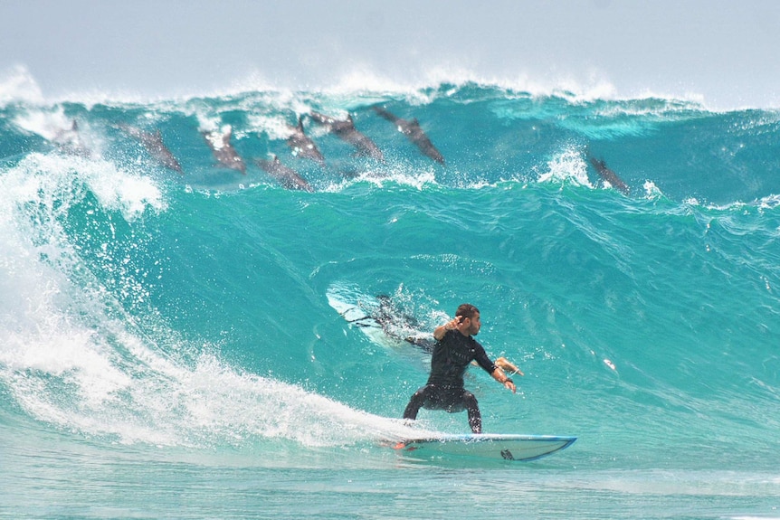 A surfer rides a wave as a pod of dolphins swim behind him.