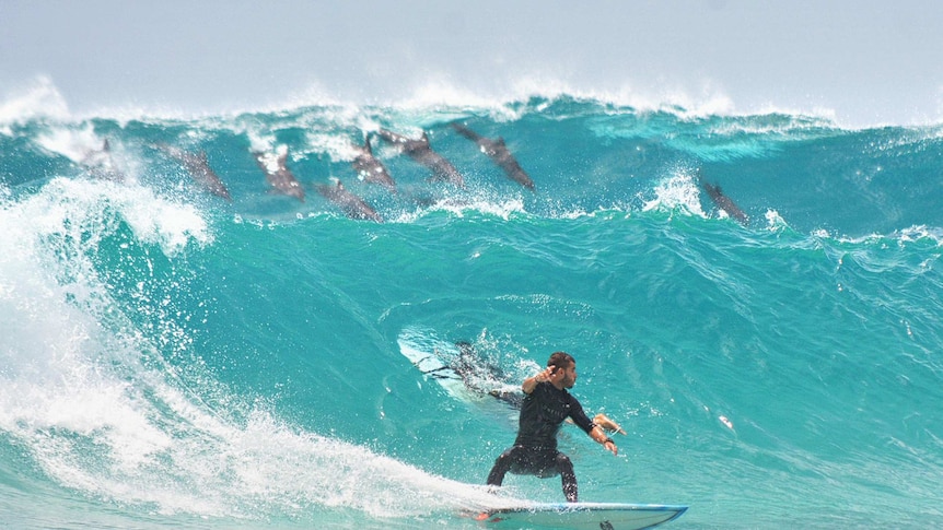 A surfer rides a wave as a pod of dolphins swim behind him.