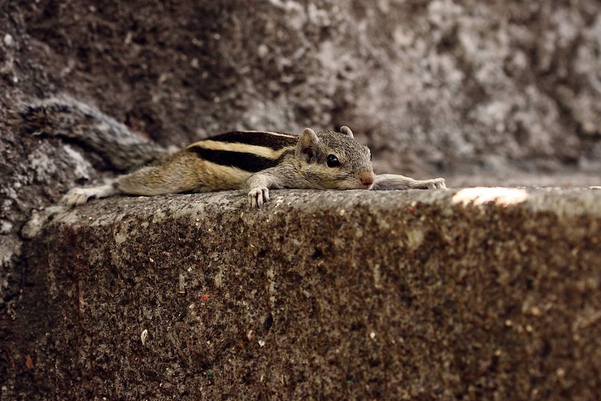 A palm squirrel lying on it's front on concrete.