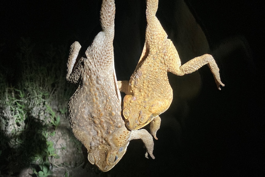 Two cane toads hanging upside-down.