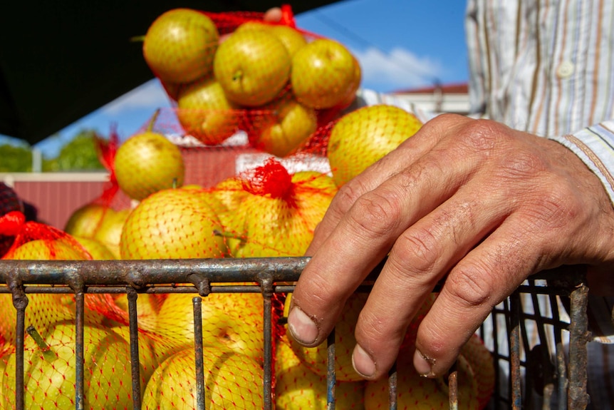 A hand sits on a rusted shelf of a fruit stall while bags of fruit can be seen in the background