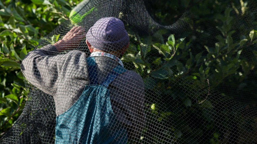 Sunlight strikes the orchardist's back as he wrangles trees, beneath netting.