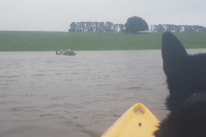 Kayaking to save sheep