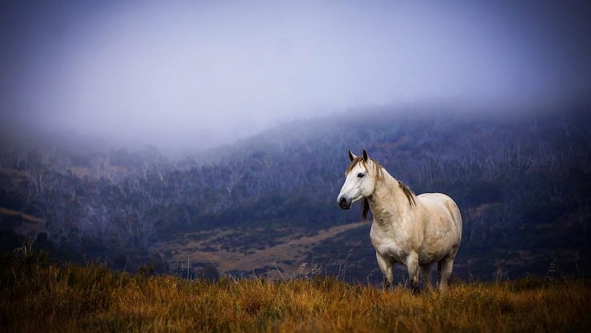 A brumby stallion in the Kosciuszko National Park, New South Wales.