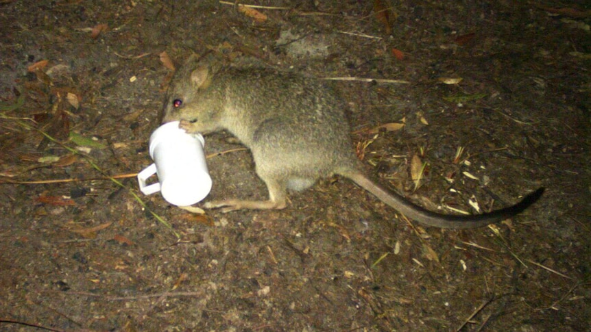 Northern bettong found