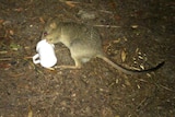 Northern bettong found