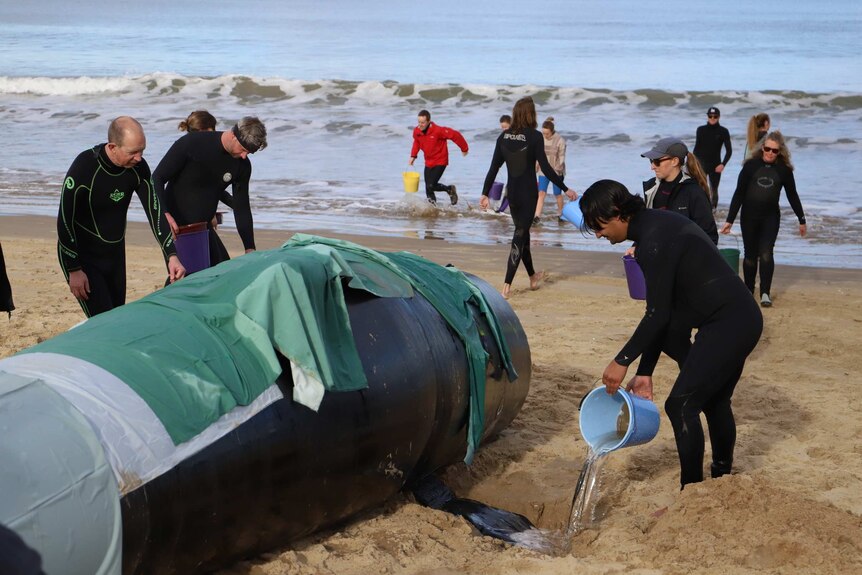 People in wetsuits run to pour sea water on inflatable whale