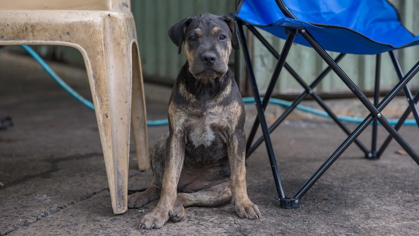 Camp dog