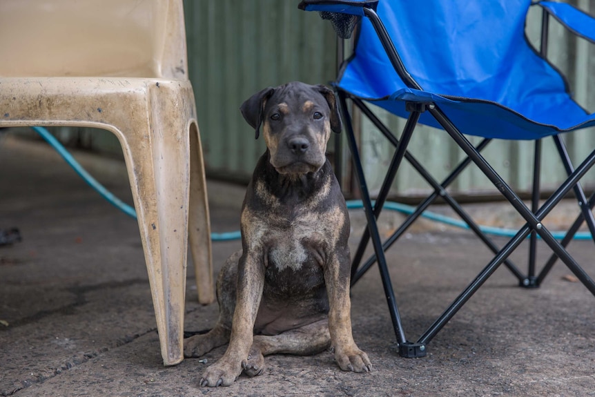 Camp dog