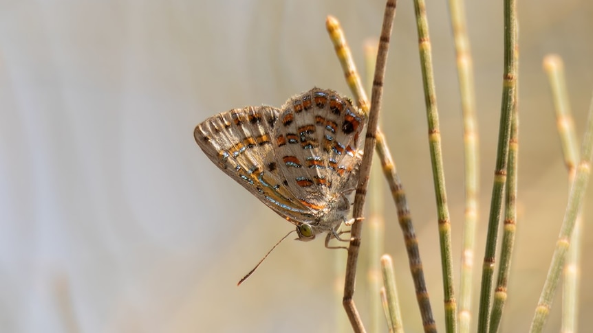 A butterfly with little golden, silver, green and bright red spots.