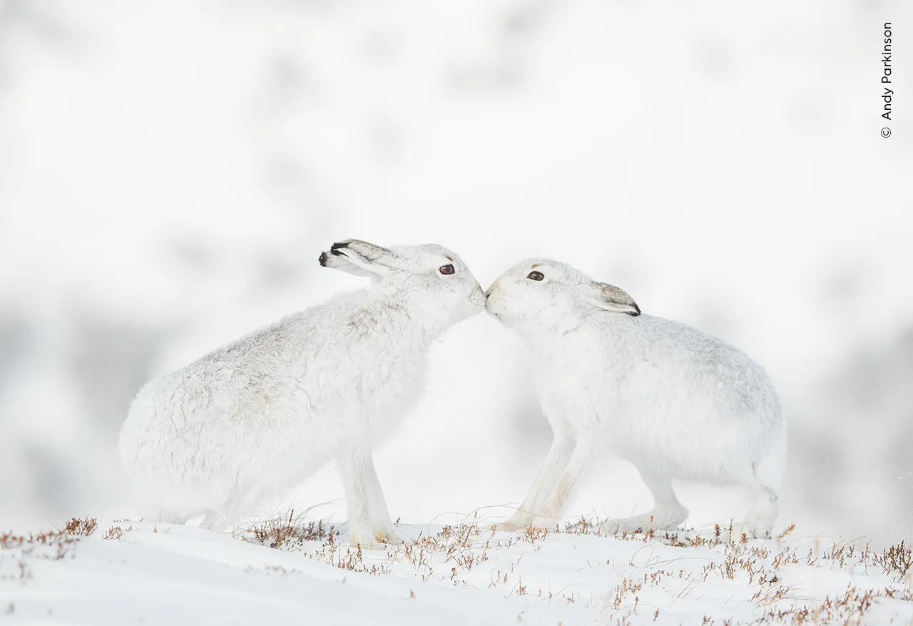 A male and female hare touch noses in Scotland's Monadhliath Mountains