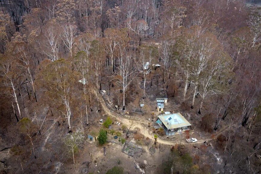 Aerial shot of house surrounded by a forest of scorched trees