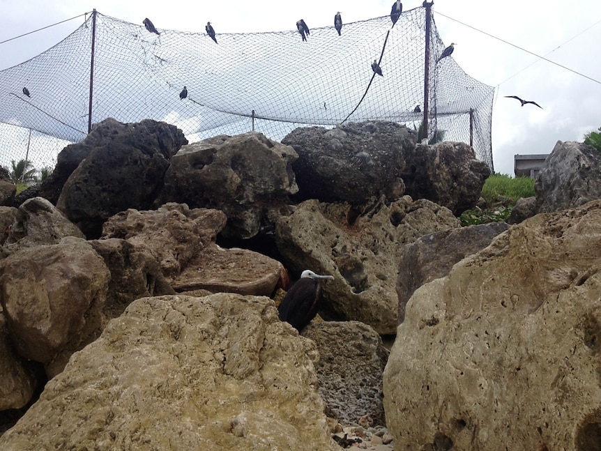 Frigatebird catching is an age-old game for the residents of Nauru.