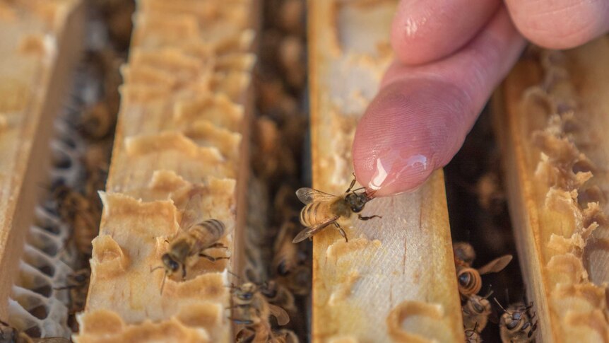 A bee drinks from the finger of beekeeper Sam Knott in Kalgoorlie, Western Australia.