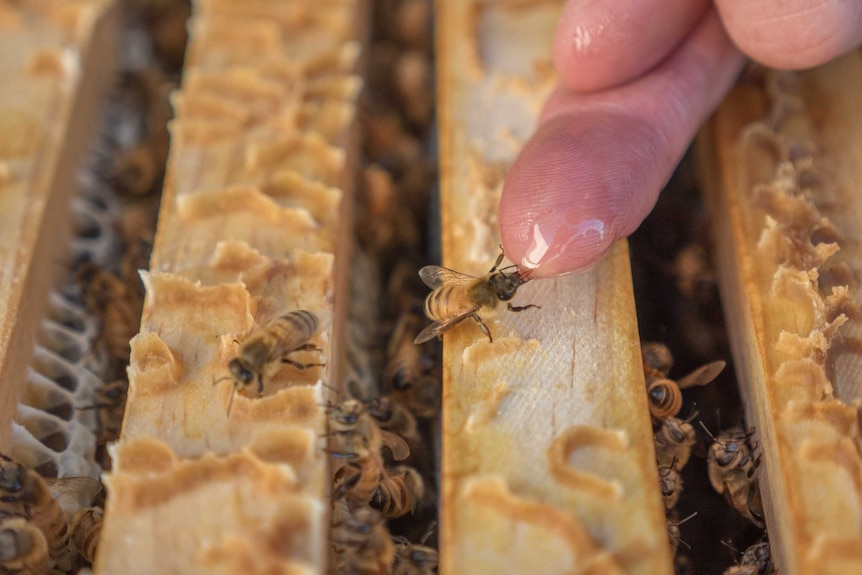 bee drinks from finger close up
