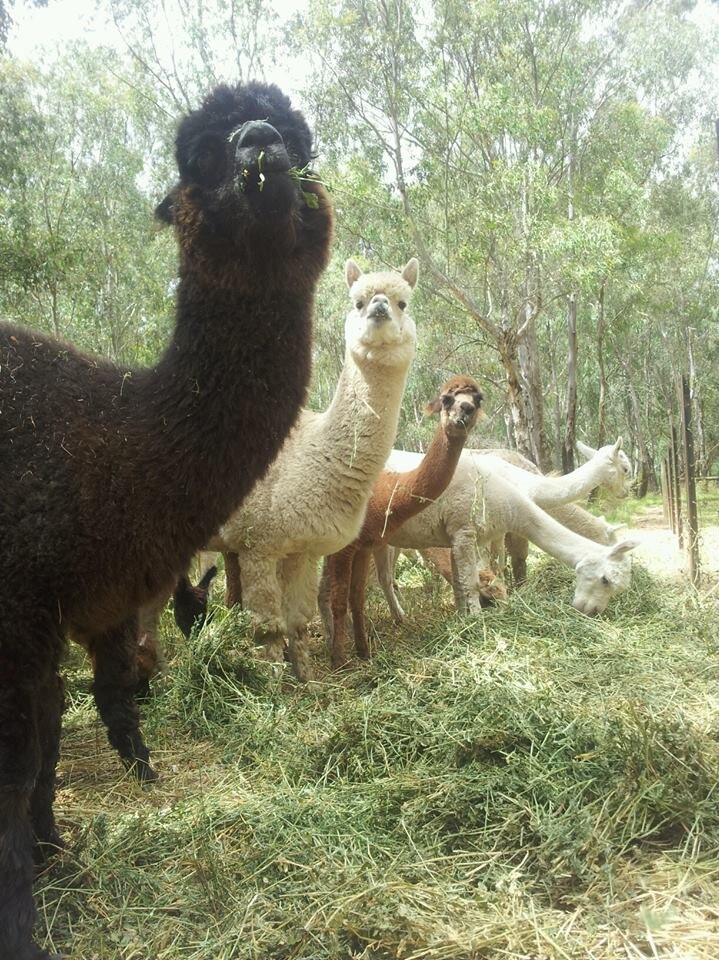 A group of alpacas on a Victorian farm