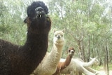 A group of alpacas on a Victorian farm