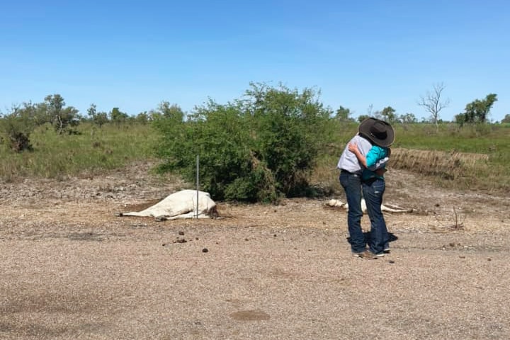 Two farmers wearing shirts, jeans and cowboy hats hug next to a dead cow on an outback property