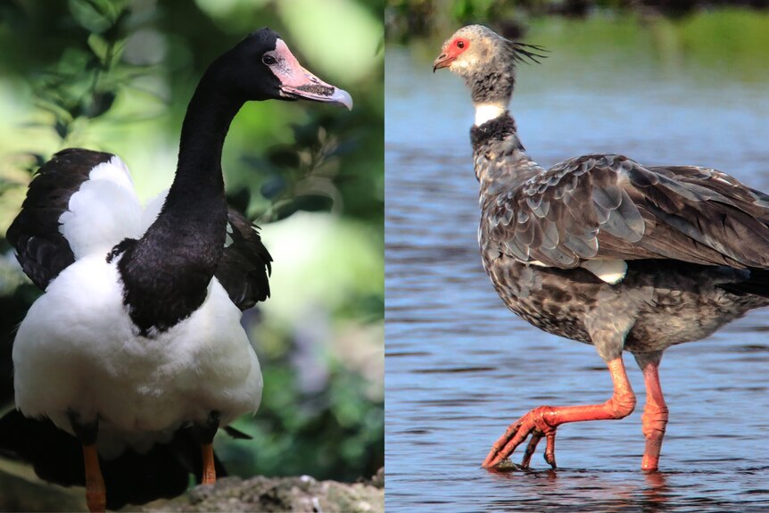 A black and white goose like bird in one image next to an image of a grey-feathered wader with chicken beak