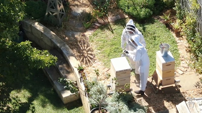 Two people wearing bee-king suits tending to bees in a backyard
