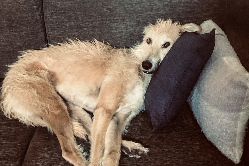 Staghound, Paddington lying on a blue couch with his head resting on pillows.