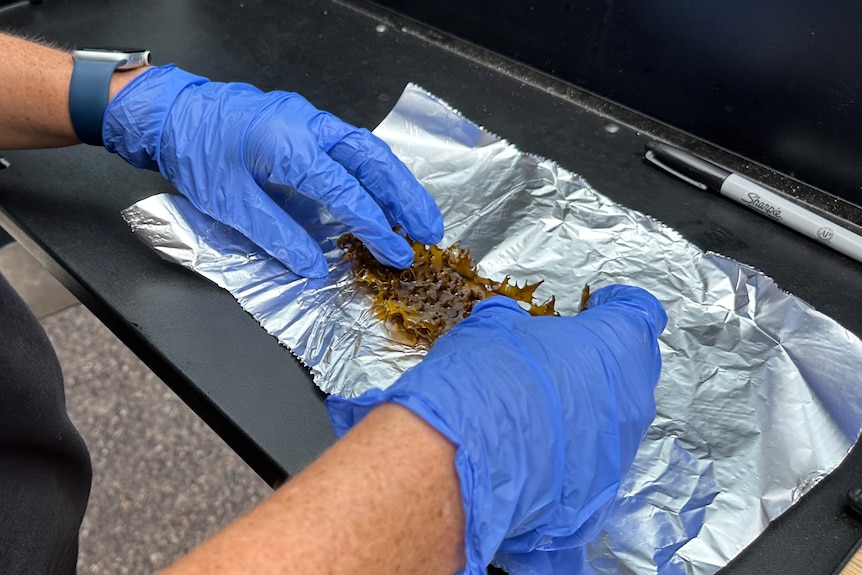 Kelp seaweed on aluminium foil.