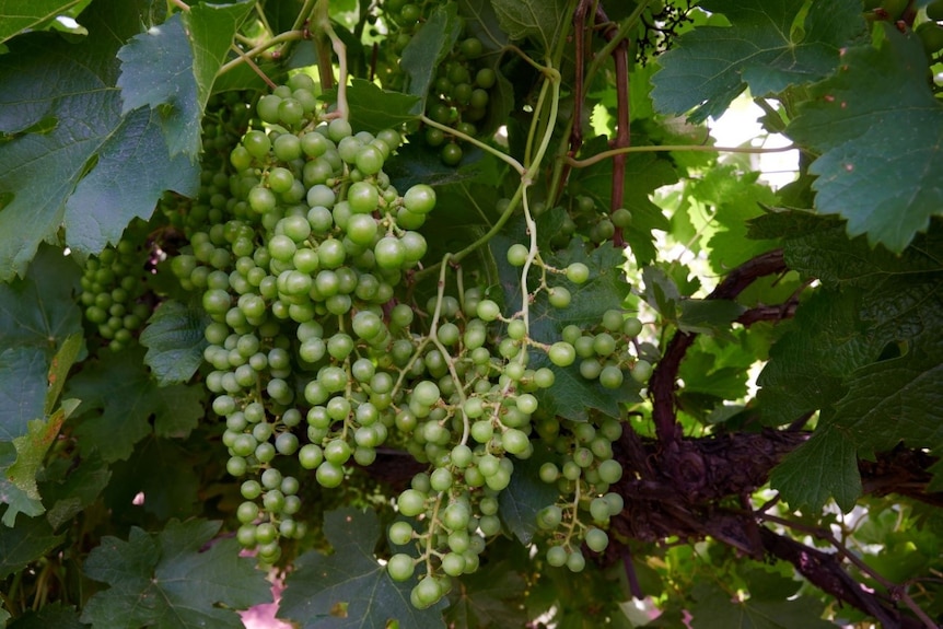 Bunches of grapes growing on a vine.