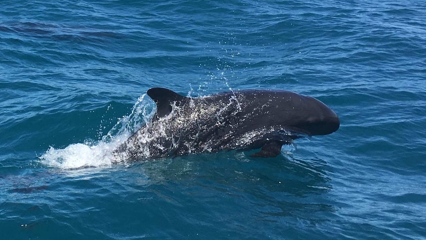 A False Killer Whales off off North East Island.