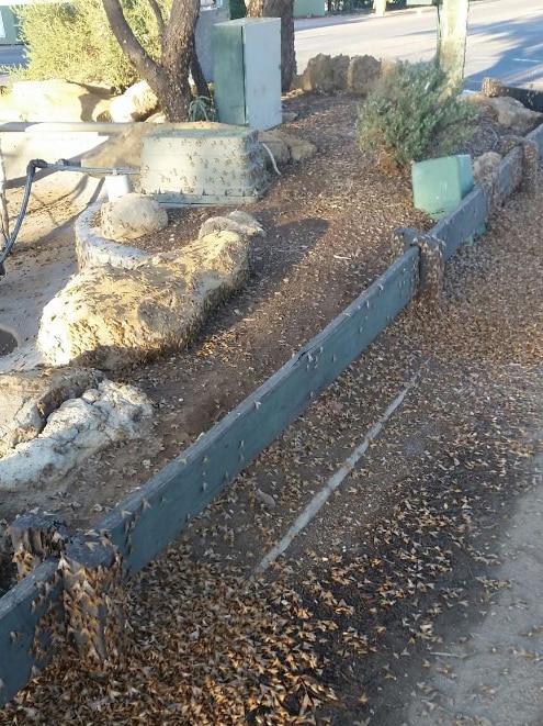 Moths swarm on a street in Winton in western Queensland