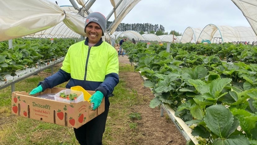 A smiling man in high-vis carrying a box of strawberries inside a greenhouse.