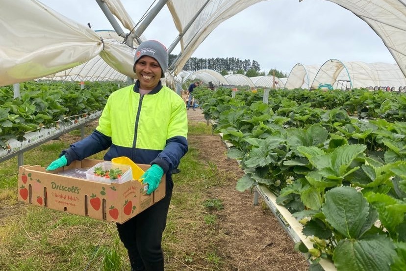 A smiling man in high-vis carrying a box of strawberries inside a greenhouse.