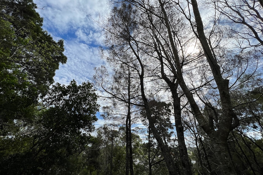 View of sparse looking trees in forestry